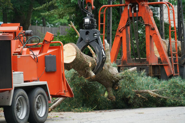 Tree and Shrub Care