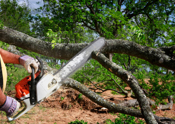 Burgettstown, PA  Tree Services Company